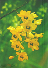 Открытка Вьетнам. Ханой Цветы ОРХИДЕИ дендробиум желтый, Фото XUNHASABA чистая