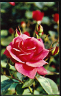 Открытка СССР 1973 г. Цветы Роза Сеянец ГБС-27 флора фото. Н. Матанова чистая