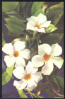 Открытка СССР 1968 г. Цветок флора Диплодения фото Е. Игнатович СХ подписана