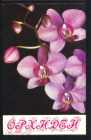 Открытка СССР 1981 г. Обложка от набора открыток Орхидеи.