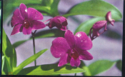 Открытка Вьетнам Цветы Орхидея Дендробиум чистая