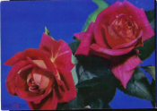 Открытка СССР 1971 г. Красные розы на синем фоне фото Б. Круцко Планета чистая