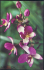 Открытка Вьетнам Цветы Орхидея Макростахия чистая