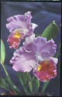 Открытка Вьетнам Цветы Орхидея Дендробиум чистая