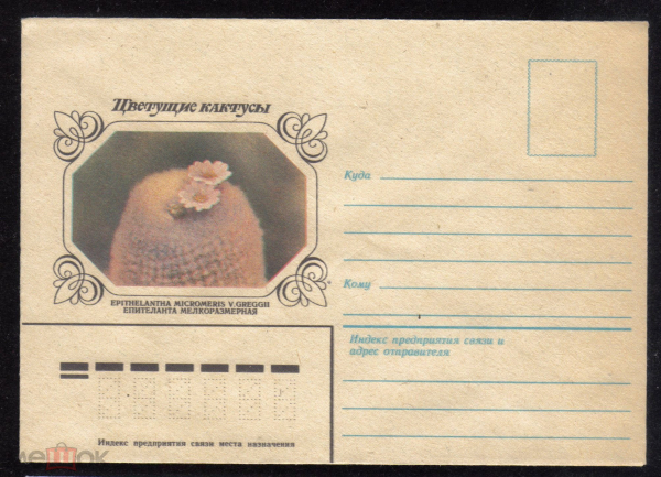 ХНМК СССР 1983 г. Кактусы Епителанта мелкоразмерная
