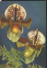 Открытка Польша 1960-е Цветы, орхидея башмачок пафиопедилум чистая