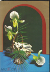 Открытка Словакия Братислава 1960-е. Цветы, орхидеи. редкая худ. Живодар Тварожек чистая