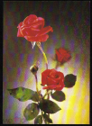Открытка СССР 1984 г. Цветы, розы фото Д. Киндровой чистая