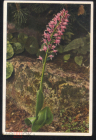 Открытка Германия 1950-е. Цветы, орхидеи фото. Hermann Fisher Герман Фишер чистая