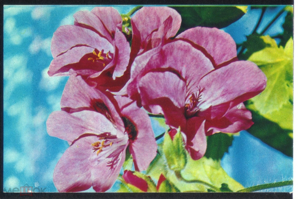 Открытка СССР 1974 г. Цветы, Пеларгония плющелистная. Комнатные растения фото В. Тихомирова