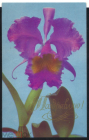 Открытка 1970 г. Поздравляю Цветы Орхидеи. Фото А. Вольгемута подписана
