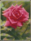 Открытка Роза. цветы, флора чистая