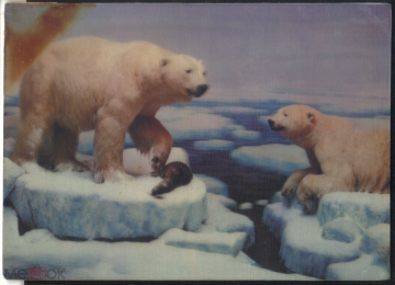 Открытка Белые медведи, стереооткрытка 105х144 мм. Ice-Bears, lenticular postcard 105x144 mm.