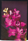 Открытка 1981 г. Цветы. Орхидеи Аскоцентрум пузырчатый Фото Веселухин чистая