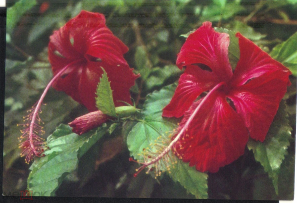 Открытка Вьетнам. Ханой Цветы, Гибискус Красный. Фото XUNHASABA чистая