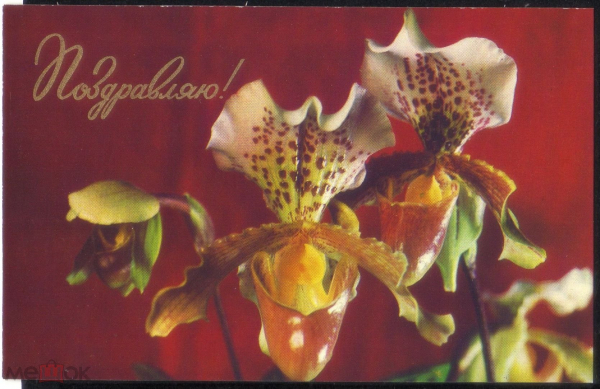 Открытка 1977 г. Поздравляю Орхидеи. Фото А. Тяпченкова В.Яковлева чистая