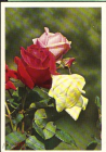 Открытка СССР 1964 г. Красная роза, цветы. фото. Г. Смолякова ДМПК чистая