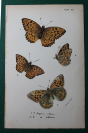хромолитография 1897 Бабочка мотылек Argynnis adippe 12.2х19 см