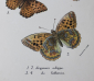 хромолитография 1897 Бабочка мотылек Argynnis adippe 12.2х19 см - вид 1