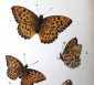хромолитография 1897 Бабочка мотылек Argynnis adippe 12.2х19 см - вид 2