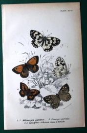 хромолитография 1897 Бабочка мотылек Melanargia galathea 12.2х19 см