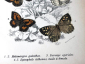 хромолитография 1897 Бабочка мотылек Melanargia galathea 12.2х19 см - вид 1