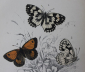 хромолитография 1897 Бабочка мотылек Melanargia galathea 12.2х19 см - вид 2