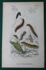 хромолитография 1897 Гусеницы Larvoe of British Butterflies 12х19 см