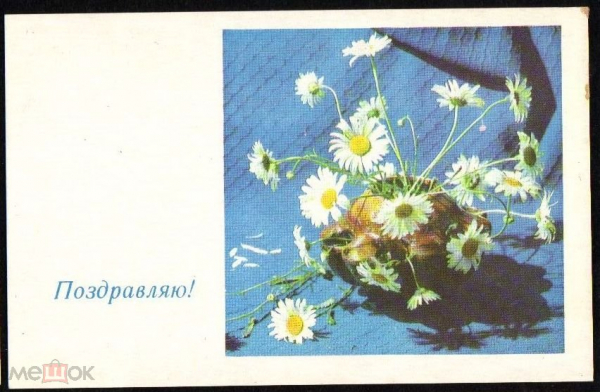 Открытка СССР 1970 г. Поздравляю! Цветы, ромашки. изд Аврора чистая