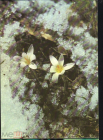 Открытка СССР 1986 г. Первые цветы, цветы, флора. фото В. Дорожинского чистая
