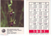Календарик 1981 ЛАТВССР Охраняемое растение Офрис Мухоносный