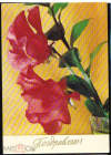 Открытка СССР 1975 г. Поздравляю! Цветы, букет фото. М. Мезенцева подписана