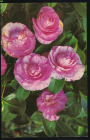 Открытка СССР 1972 г. Камелии, цветы, флора. фото Е. Игнатович прошла почту штемпель