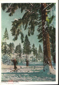 Открытка РСФСР 1957 г. Зимний пейзаж, Сосны, лес, лыжники, лыжи, спорт фото М. Грачева ИЗОГИЗ чистая