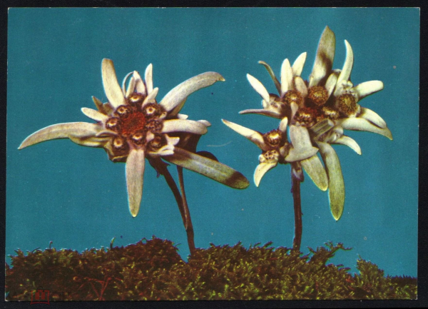 Открытка Цветы эдельвес эдельвейсы 70-е мох иностранная чистая