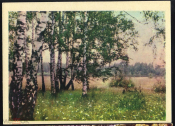 Открытка СССР 1964 г. Подмосковье. Михнево. В лесу. фото В. Кинеловского чистая