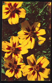 Открытка СССР 1969 г. Тагетис, цветы фото Круцко и Папикьяна изд. Планета чистая