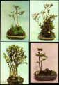 Набор открыток 1960-е г. Вьетнам Бонсай, карликовые деревья XUNHASABA 12 шт - вид 1