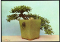Набор открыток 1960-е г. Вьетнам Бонсай, карликовые деревья XUNHASABA 12 шт - вид 2