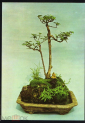 Набор открыток 1960-е г. Вьетнам Бонсай, карликовые деревья XUNHASABA 12 шт - вид 4