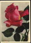 Открытка СССР 1962 г. Роза, цветы, флора. фото М. Шерстневой ИЗОГИЗ с маркой подписана