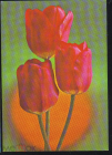 Открытка СССР 1975 г. Букет тюльпанов. фото. Г Костенко. ДМПК чистая