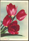 Открытка СССР 1964 г. Тюльпаны Цветы фото М. Шерстневой чистая