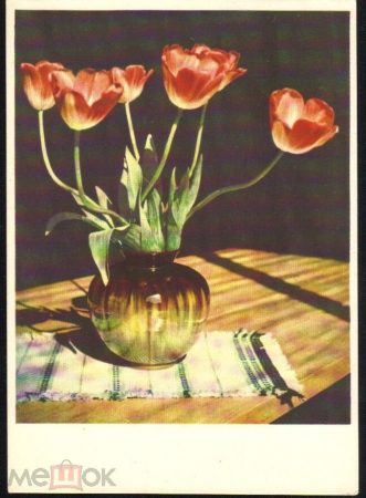 Открытка СССР 1965 г. Тюльпаны изд.*Советский художник* фото И. Беглова чистая