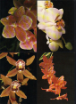 Набор открыток Чехословакия 2. Орхидеи, цветы. 9 из 18 шт. неполный - вид 5