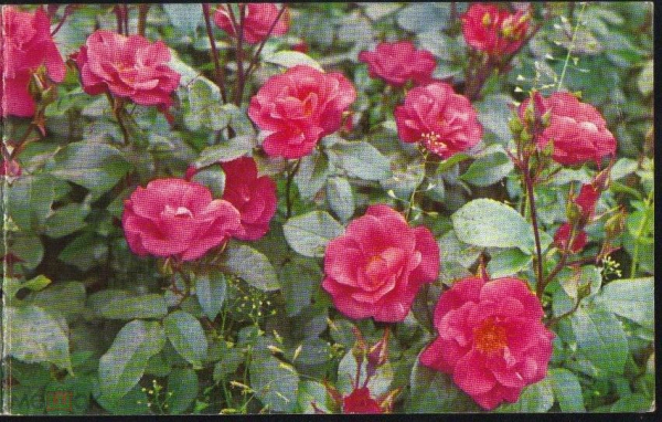 Открытка СССР 1977 г. ПОЗДРАВЛЯЮ! фото. Папикьян и Елинарозы цветы двойная чистая