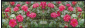 Открытка СССР 1977 г. ПОЗДРАВЛЯЮ! фото. Папикьян и Елинарозы цветы двойная чистая - вид 1