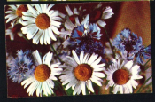 Открытка СССР 1969 г. Поздравляю, цветы васильки ромашки фото. чистая