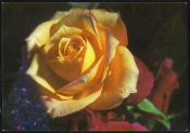 Открытка Европа Швейцария 1960-е. Цветы, Роза желтая. изд Рейхенбах. редкая чистая