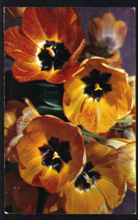Открытка СССР 1974 г. Букет тюльпанов. фото. В. Машкова изд. Планета подписана